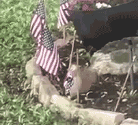 Агенты, завербованные ФСБ, провели удачную спецоперацию по уничтожению флагов вражеского государства