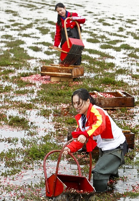 Как собирают клюкву