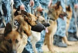 В Подмосковье проходит финал всероссийского конкурса армейских кинологов «Верный друг-2017»