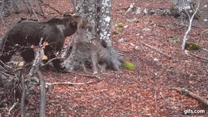 Всё самое интересное из жизни дерева за 365 дней уместилось в 2,5-минутном видео