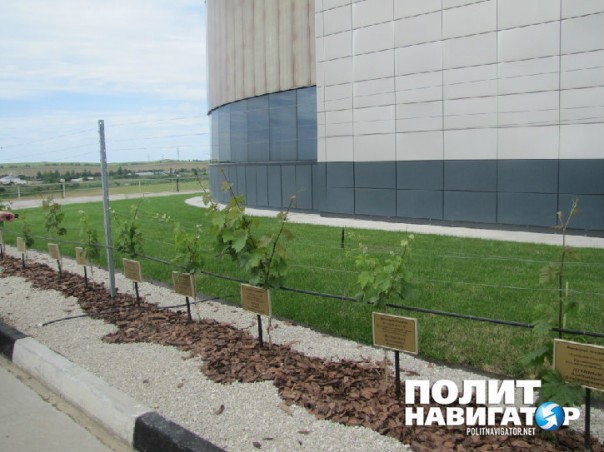 Путин выбрал в Крыму самое дешевое вино Путин выбрал в Крыму самое дешевое вино