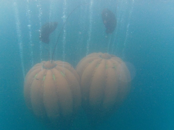 Конец чёрной смерти