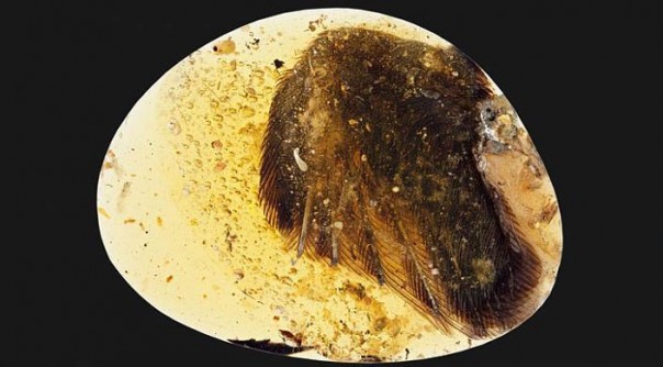 В Пекине показали застывшего в янтаре птенца возрастом в 99 миллионов лет