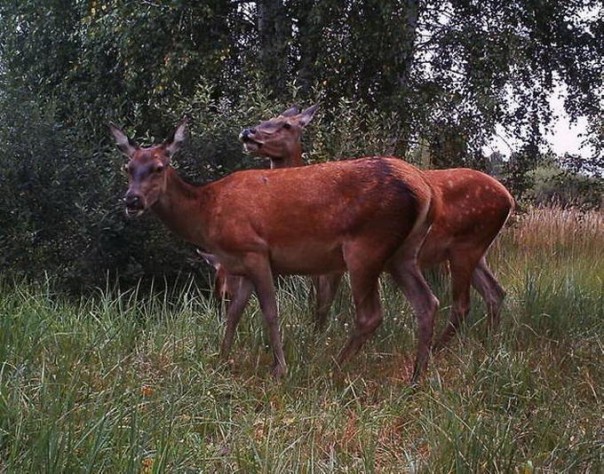 Дикая природа Чернобыля: что стало с флорой и фауной через 30 лет после катастрофы