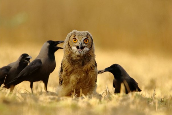 Великолепные фотографии из серии "Фото дня" Великолепные фотографии из серии "Фото дня"