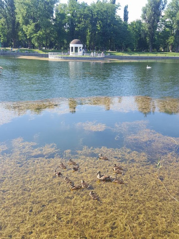 ЧП на Украине: Лебедь напал на мужчину, мывшегося в пруду из-за отключенной горячей воды