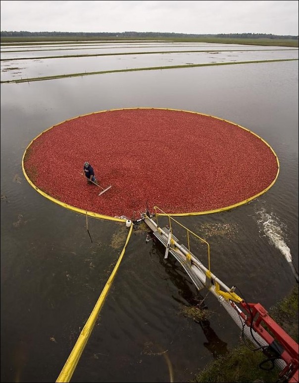 Как собирают клюкву