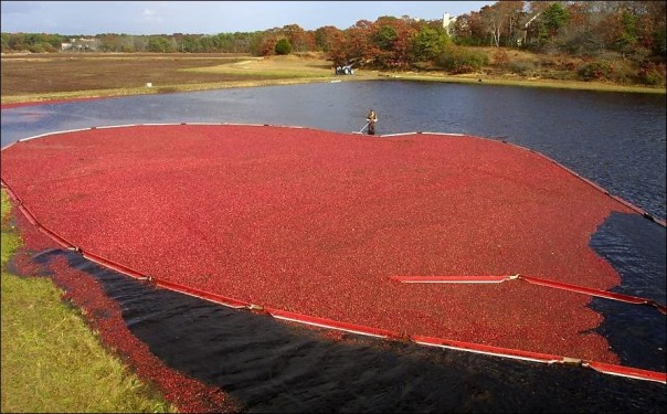 Как собирают клюкву