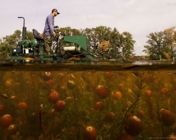 Как собирают клюкву