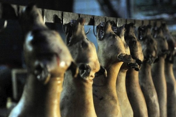 Традиционная Швейцария: копченые мясные сенбернары и кошки, тушеные в белом вине Традиционная Швейцария: копченые мясные сенбернары и кошки, тушеные в белом вине