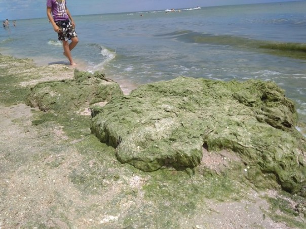 Туристический рай UA: Азовское море на украинских курортах затянул 10-метровый слой водорослей Туристический рай UA: Азовское море на украинских курортах затянул 10-метровый слой водорослей