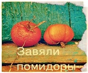А вместе с помидорами завяли огурцы