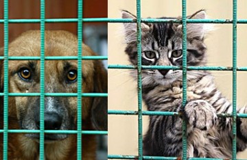 Конец произволу «живодёров»: новые поправки от Госдумы защитят домашних питомцев