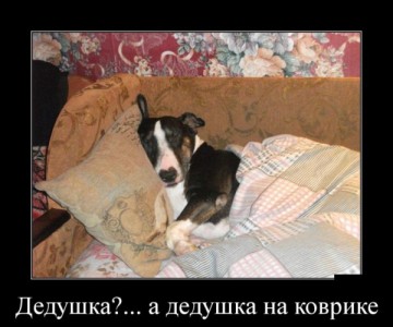 "Мыздобулы" в картинках. Смешных и не очень...14.07.2017