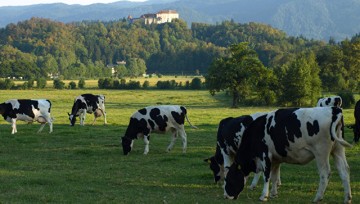 В Британии коровы насмерть затоптали профессора-мультимиллионера