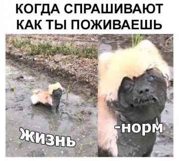 "Мыздобулы" в картинках. Смешных и не очень...17.06.2017