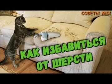 Как быстро и эффективно избавиться от шерсти домашних питомцев на коврах и мягкой мебели