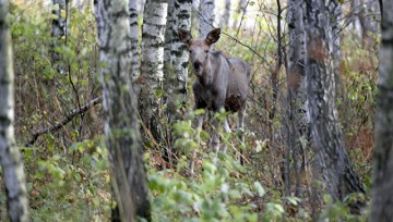 В парке "Лосиный остров" заблудились двое китайских туристов