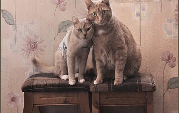 Жестокость