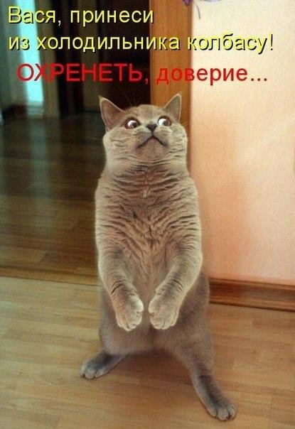 Кошачья быль