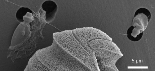 Новая подборка новостей мира науки и техники 04-07-2017 Новая подборка новостей мира науки и техники 04-07-2017