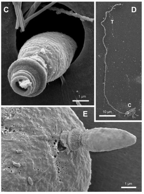 Новая подборка новостей мира науки и техники 04-07-2017 Новая подборка новостей мира науки и техники 04-07-2017