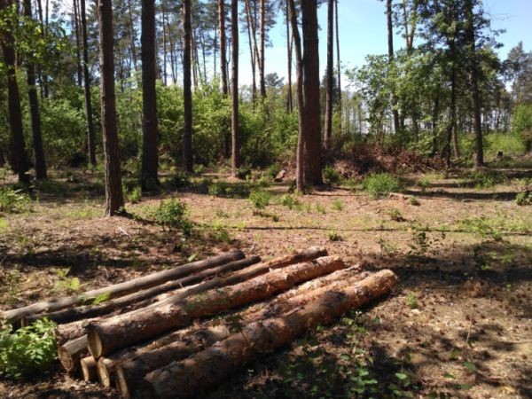 Леса рубят – реки мелеют: Украина на грани экологической катастрофы Леса рубят – реки мелеют: Украина на грани экологической катастрофы