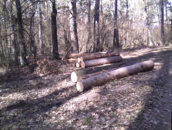 Леса рубят – реки мелеют: Украина на грани экологической катастрофы Леса рубят – реки мелеют: Украина на грани экологической катастрофы