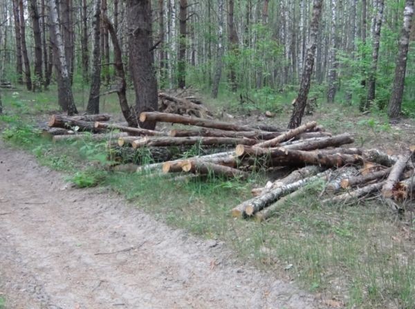 Леса рубят – реки мелеют: Украина на грани экологической катастрофы Леса рубят – реки мелеют: Украина на грани экологической катастрофы