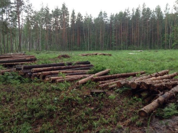 Леса рубят – реки мелеют: Украина на грани экологической катастрофы Леса рубят – реки мелеют: Украина на грани экологической катастрофы