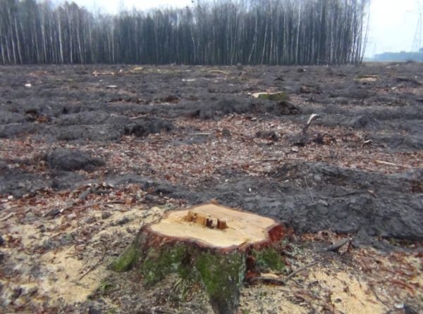 Леса рубят – реки мелеют: Украина на грани экологической катастрофы Леса рубят – реки мелеют: Украина на грани экологической катастрофы