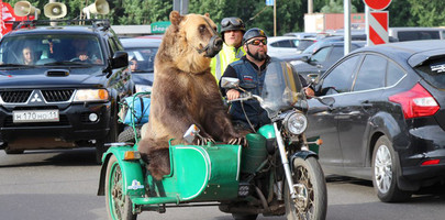 В Архангельске бурого медведя прокатили на мотоцикле