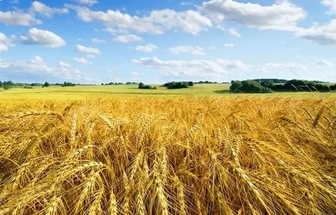 Кубанский парадокс - кого обогащает главная житница страны