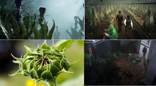 Из лабораторий генетиков США сбежал Helianthus triffidus – подсолнух-убийца.