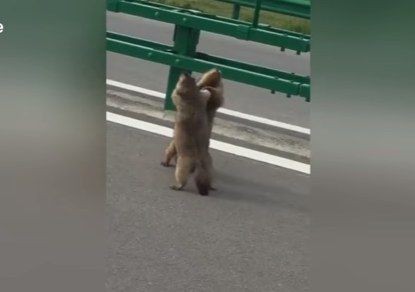 "Ты кто такой?!": пацанские разборки сурков