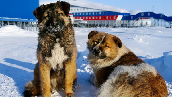 «Китай готов купить у России все арктические углеводороды» «Китай готов купить у России все арктические углеводороды»