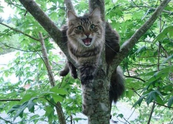 Кошачья быль