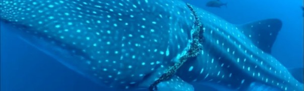 Дайвер не мог понять, что от него хочет этот морской великан. Пока животное не схватило его за руку Дайвер не мог понять, что от него хочет этот морской великан. Пока животное не схватило его за руку