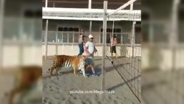 Не у всех в России есть медведи, некоторые с тигром на пляж ходят