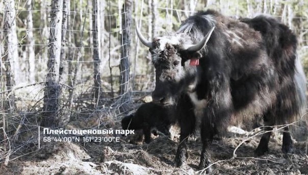 Ледниковый период. Назад в будущее. Документальный фильм Анны Афанасьевой