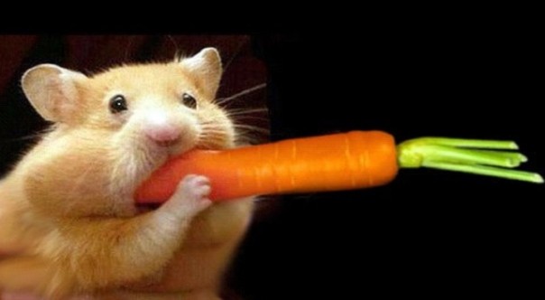 Украина осталась без своей морковки