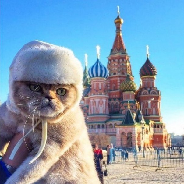 Русский Кот как доказательство ...