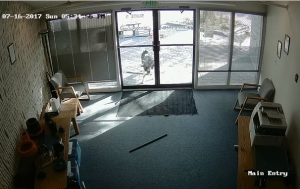 Громящего офис козла сняла камера видеонаблюдения