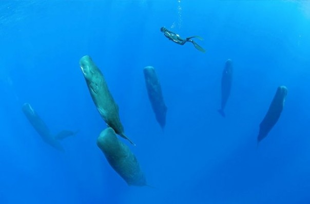 Уникальное фото спящих в бездне кашалотов опубликовали в Сети