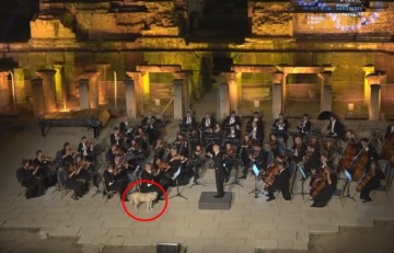 Собака вышла на сцену вместе с Венским оркестром. Видео