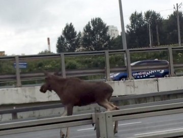 А по Москве гуляют лоси ))))