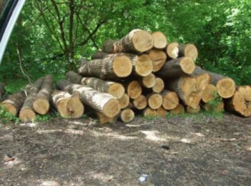 Леса рубят – реки мелеют: Украина на грани экологической катастрофы