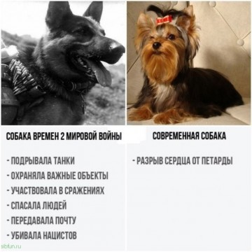 "Мыздобулы" в картинках. Смешных и не очень...10.07.2017