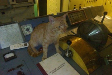 Любимец  российских  моряков кот Боцман на полгода сбежал в Сирию