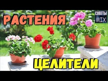 8 комнатных растений-целителей, которые возвращают жизненные силы